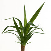 Yucca Elephantipes 40cm Nahaufnahme