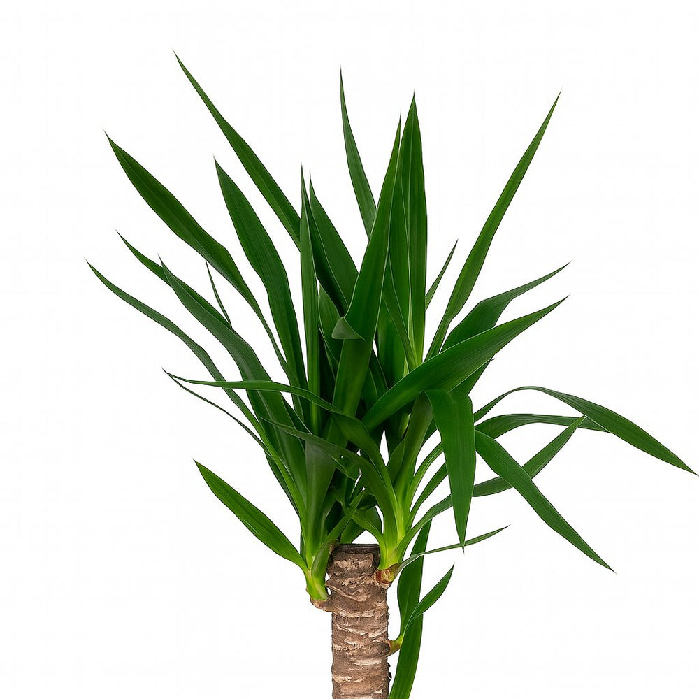 Yucca Elephantipes 85cm Nahaufnahme