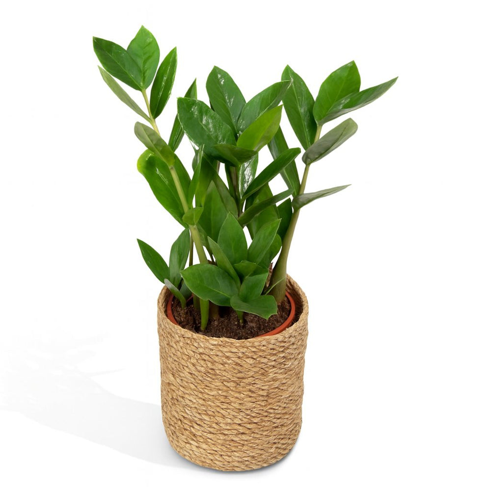 Zamioculcas 35cm im 12cm Topf