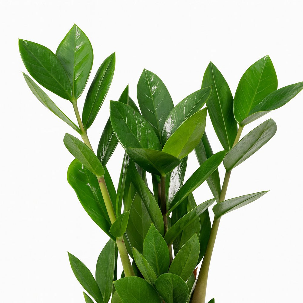 Zamioculcas 35cm im 12cm Topf Nahaufnahme