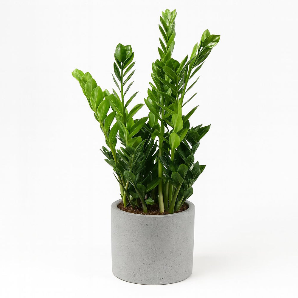Zamioculcas 100cm im 21cm Topf