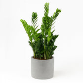 Zamioculcas 100cm im 21cm Topf