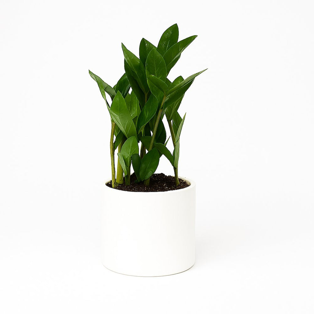 Zamioculcas 30cm im 10cm Topf