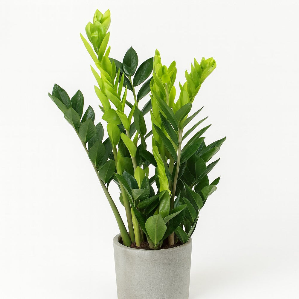 Zamioculcas 65cm im 14cm Topf