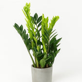 Zamioculcas 65cm im 14cm Topf