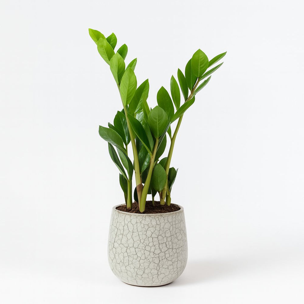 Zamioculcas 40cm im 12cm Topf