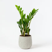 Zamioculcas 40cm im 12cm Topf