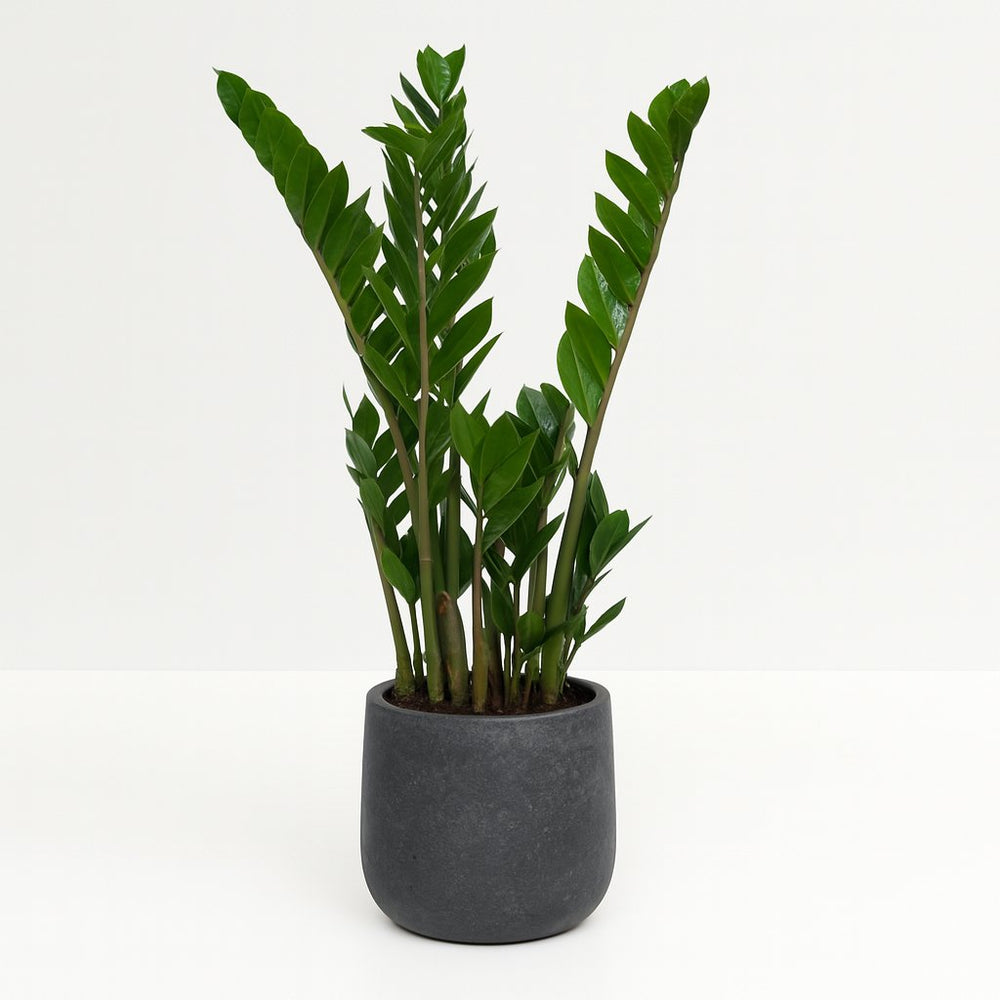 Zamioculcas 50cm im 14cm Topf