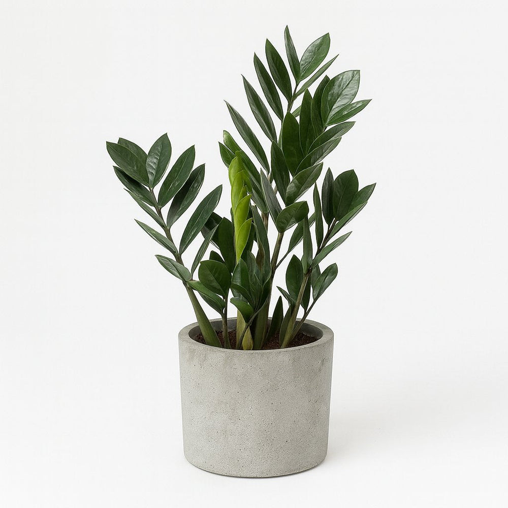 Zamioculcas 55cm im 14cm Topf