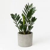 Zamioculcas 55cm im 14cm Topf