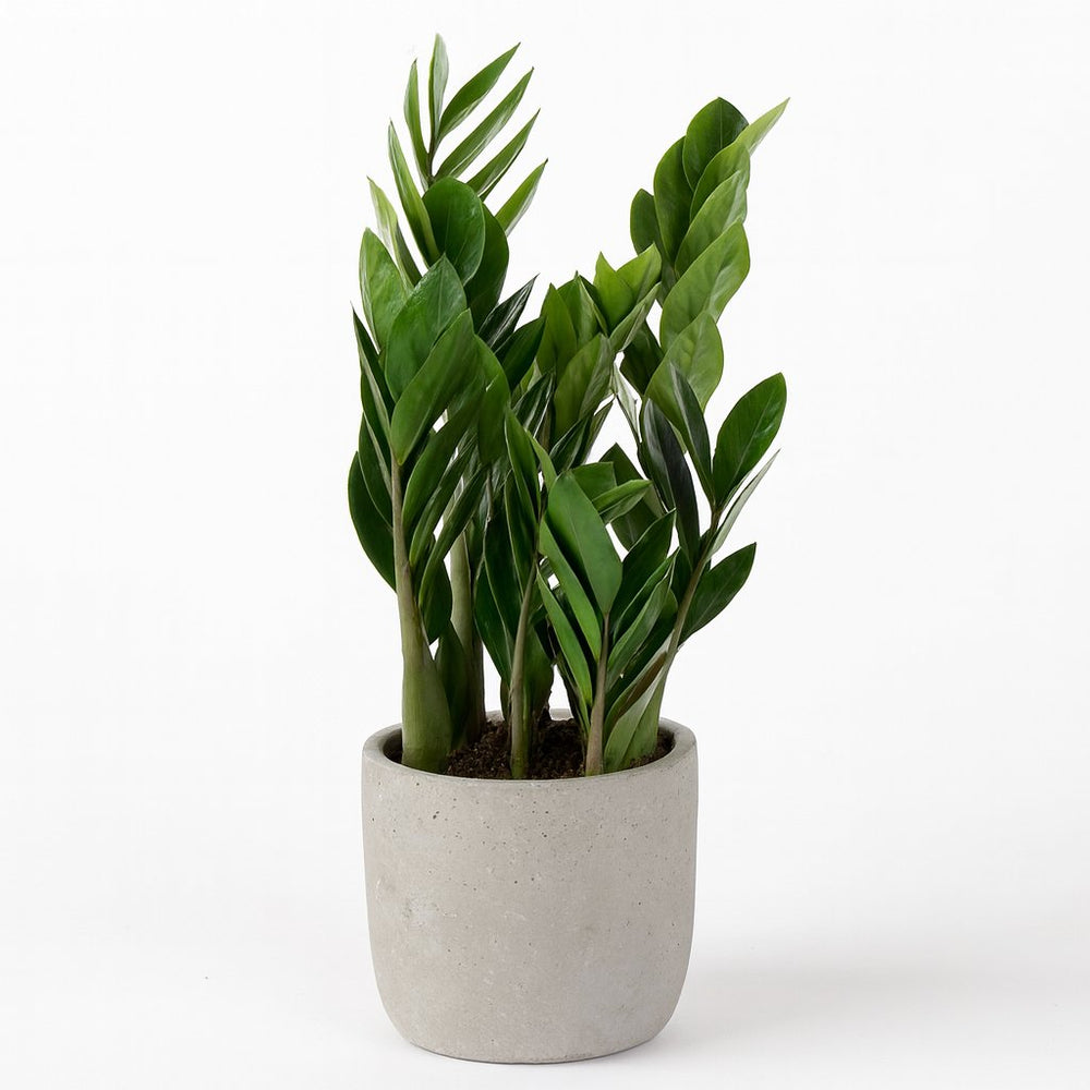 Zamioculcas 60cm im 17cm Topf