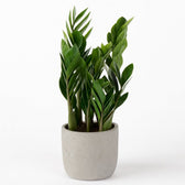 Zamioculcas 60cm im 17cm Topf
