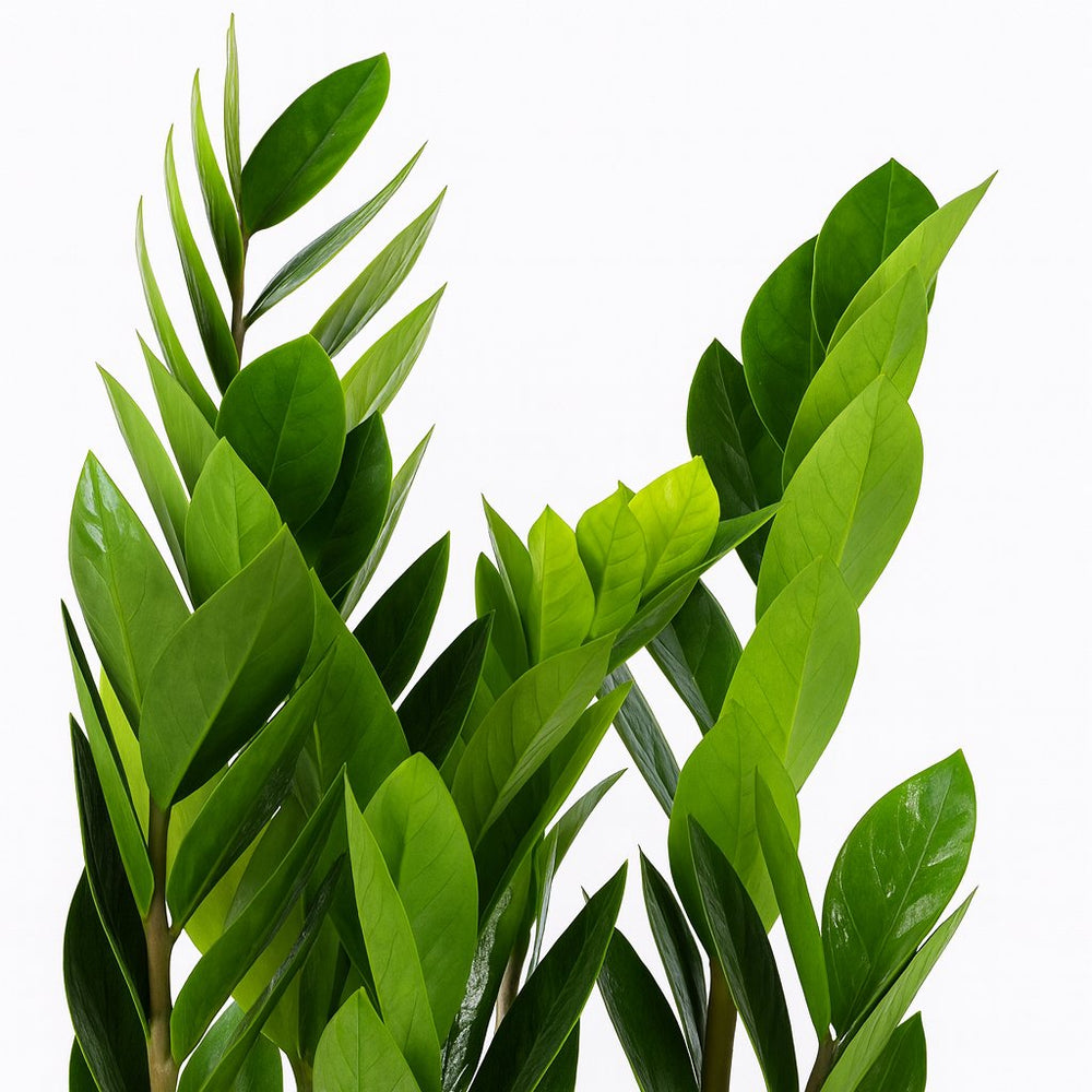 Zamioculcas 60cm Nahaufnahme