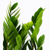 Zamioculcas 60cm Nahaufnahme