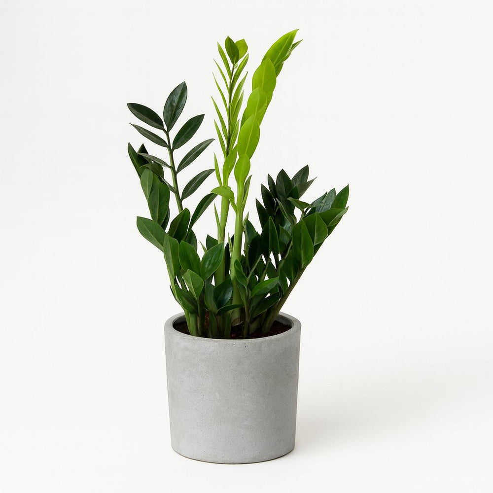 Zamioculcas 65cm im 17cm Topf