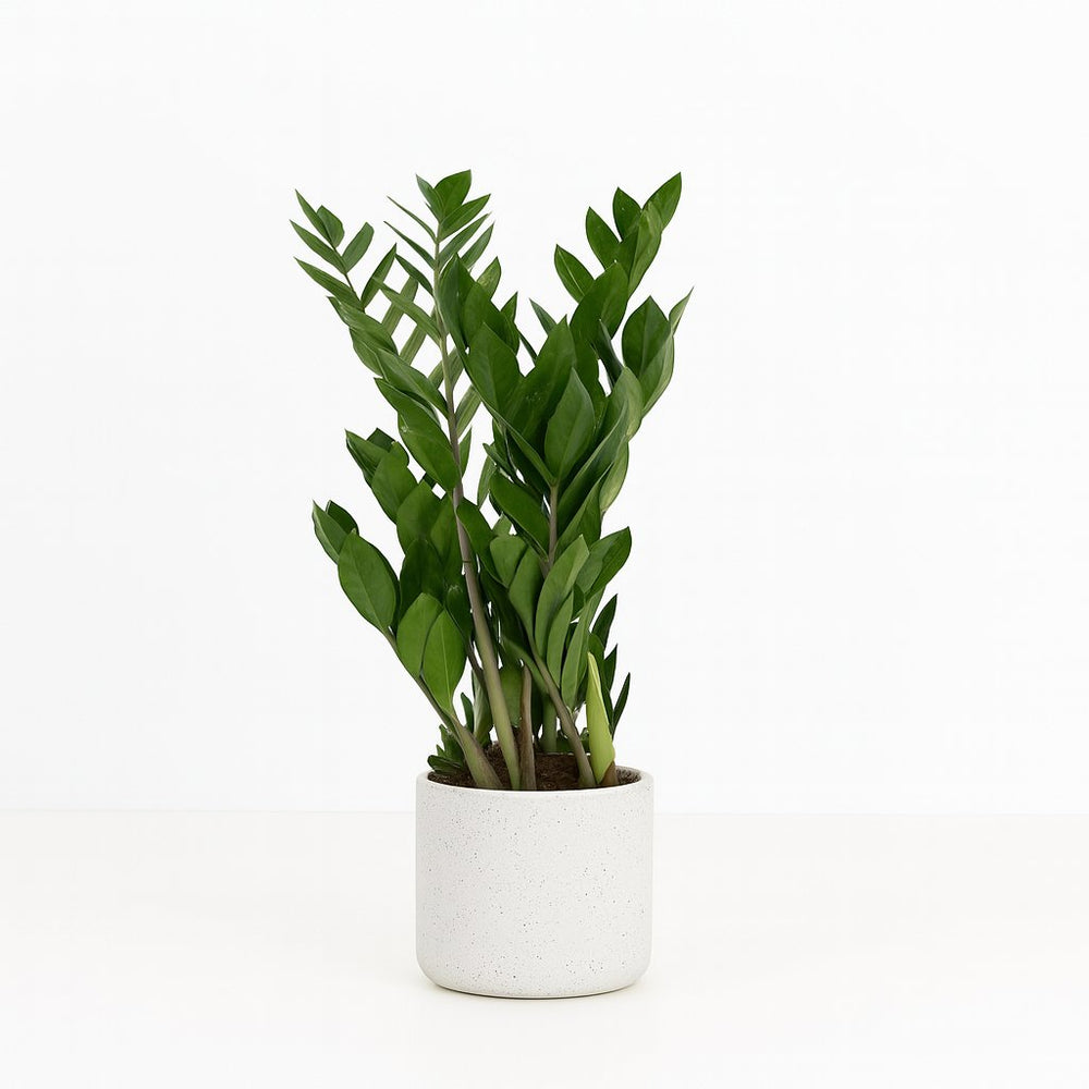 Zamioculcas 70cm im 17cm Topf
