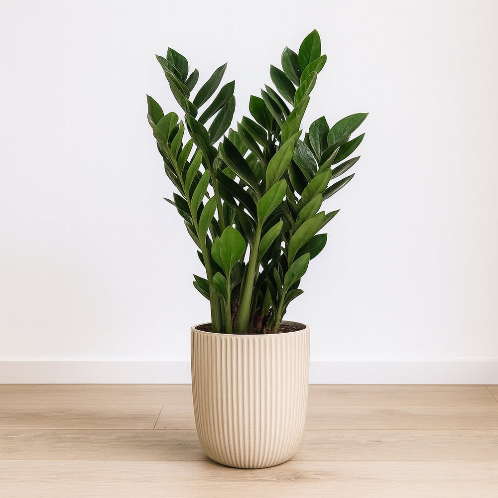 Zamioculcas 95cm im 21cm Topf Set