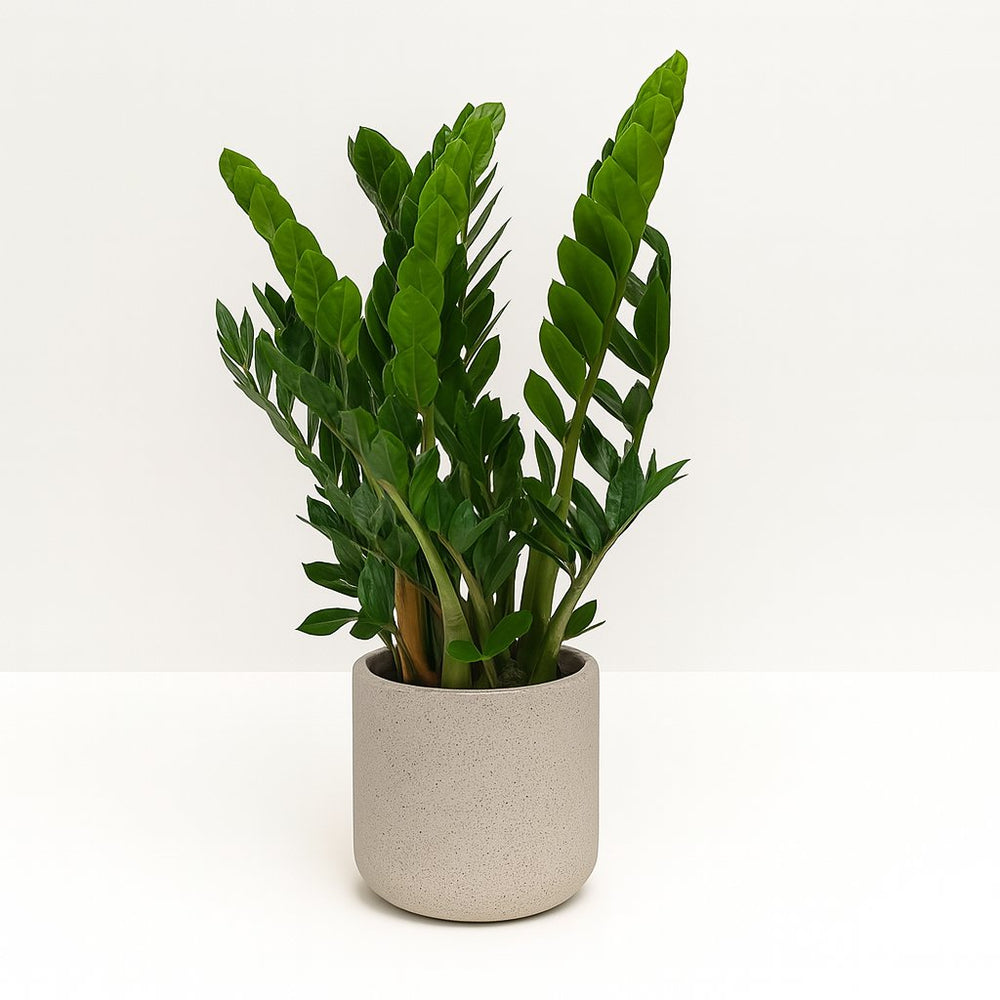 Zamioculcas 80cm im 21cm Topf