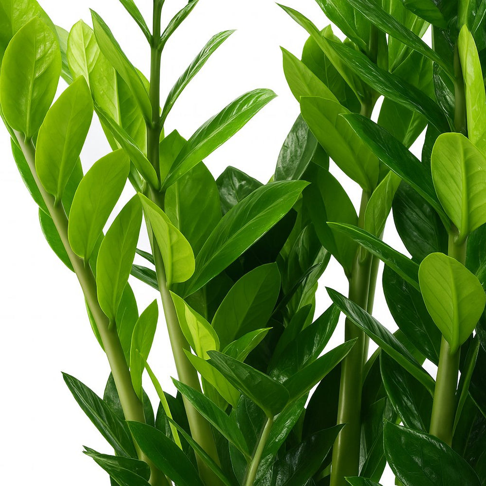 Zamioculcas 100cm im 21cm Topf Nahaufnahme