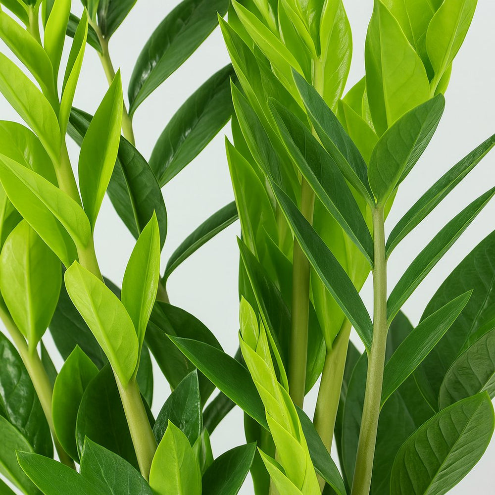 Zamioculcas 65cm im 14cm Topf Nahaufnahme