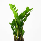 Zamioculcas 40cm Nahaufnahme
