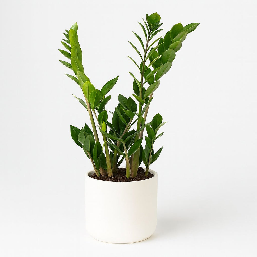 Zamioculcas 45cm im 14cm Topf