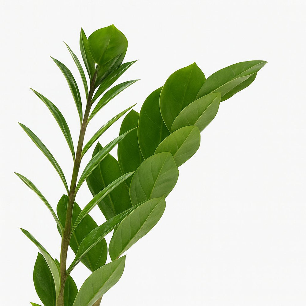 Zamioculcas 45cm Nahaufnahme