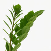 Zamioculcas 45cm Nahaufnahme