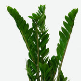Zamioculcas 50cm Nahaufnahme