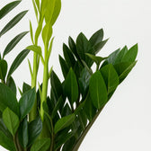 Zamioculcas 65cm im 17cm Topf Nahaufnahme