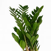Zamioculcas 70cm Nahaufnahme