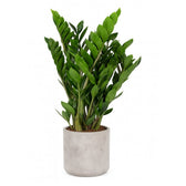 Zamioculcas 95cm im 21cm Topf