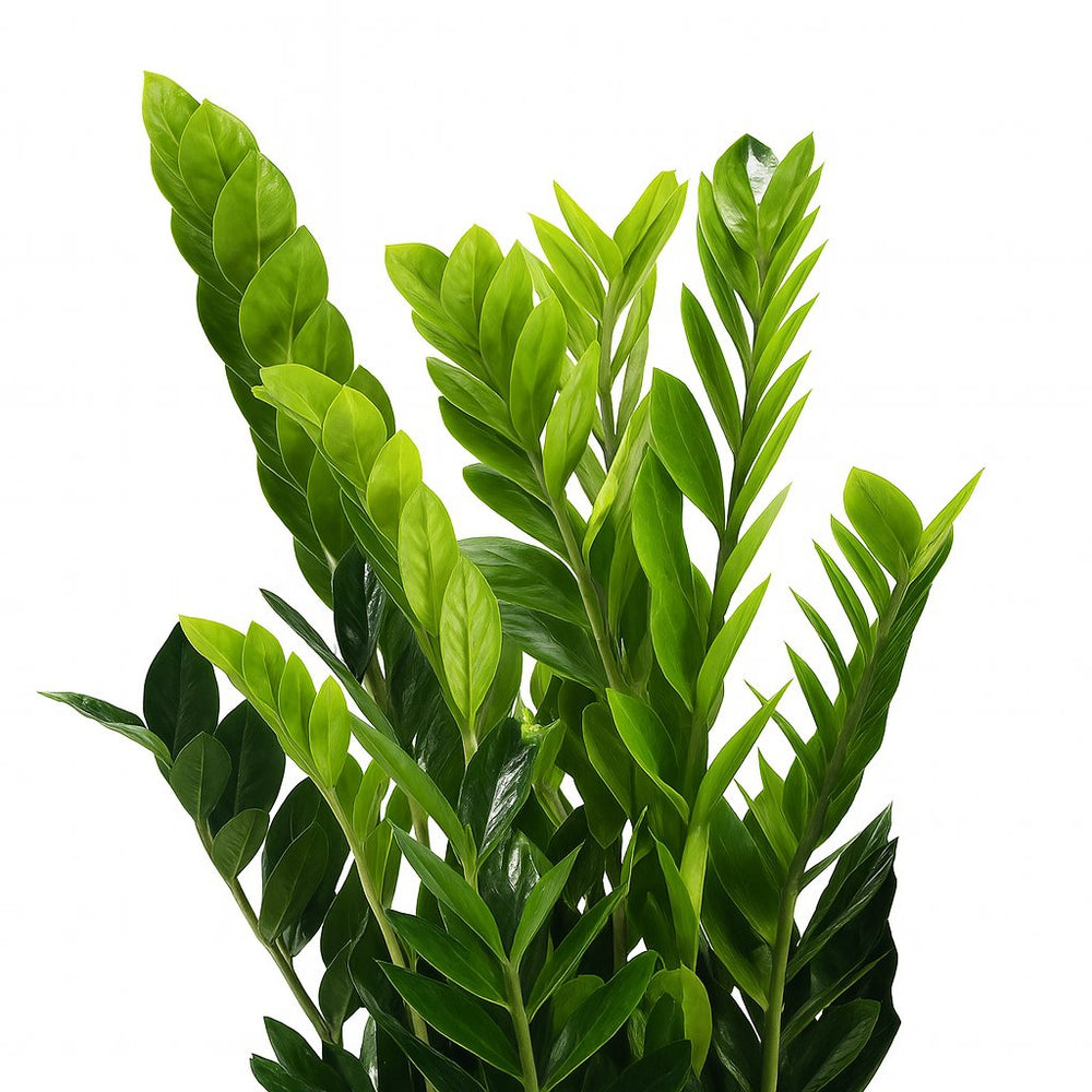 Zamioculcas 95cm Nahaufnahme