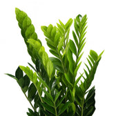 Zamioculcas 95cm Nahaufnahme
