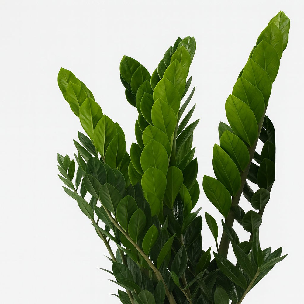 Zamioculcas 80cm Nahaufnahme