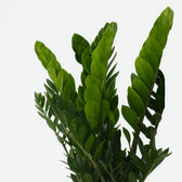 Zamioculcas 80cm Nahaufnahme