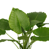 Alocasia Gageana California 80cm Nahaufnahme