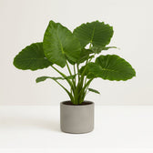 Alocasia Gageana California 80cm