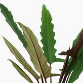 Alocasia Lauterbachiana 80cm Nahaufnahme