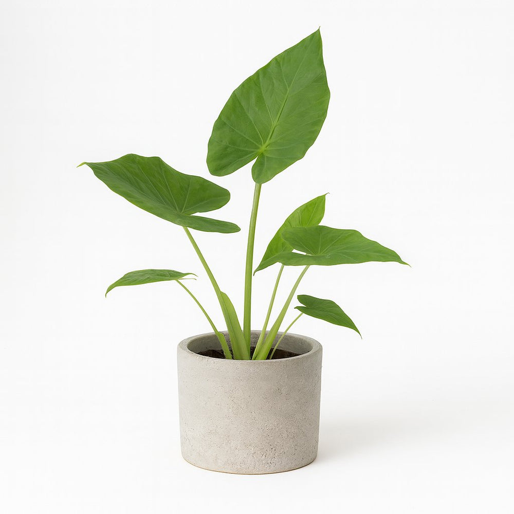 Alocasia Macrorrhiza 70cm