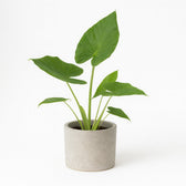 Alocasia Macrorrhiza 70cm