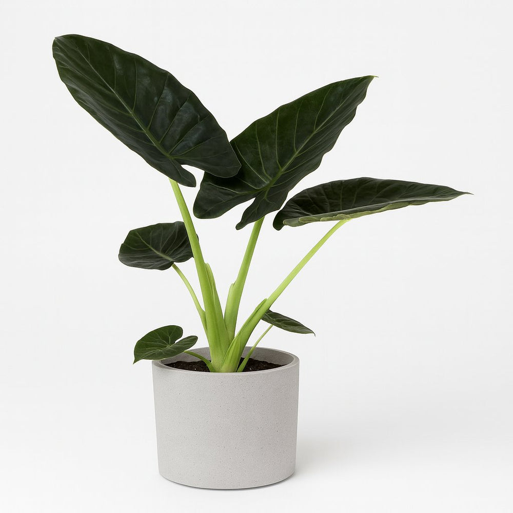 Alocasia Regal Shield 90cm