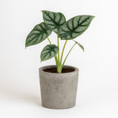 Alocasia Silver Dragon 25cm