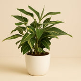 Alpinia Zerumbet Variegata 80cm