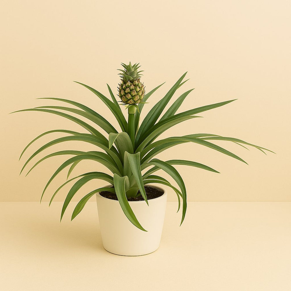 Ananas Mi Amigo 40cm