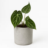 Anthurium Crystallinum 20cm