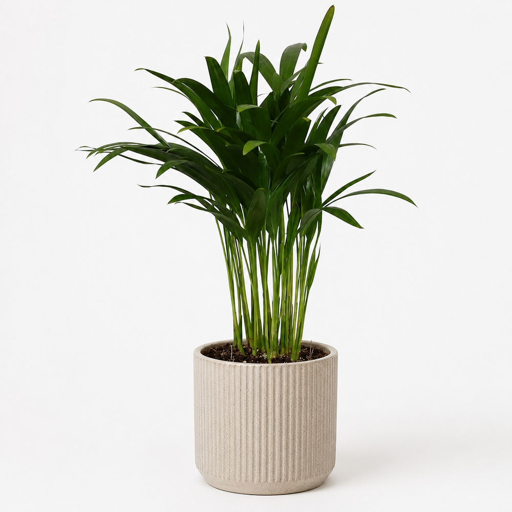 Areca Catechu 35cm