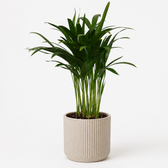 Areca Catechu 35cm
