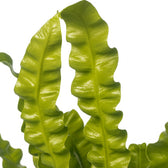 Asplenium Crispy Wave 25cm Nahaufnahme