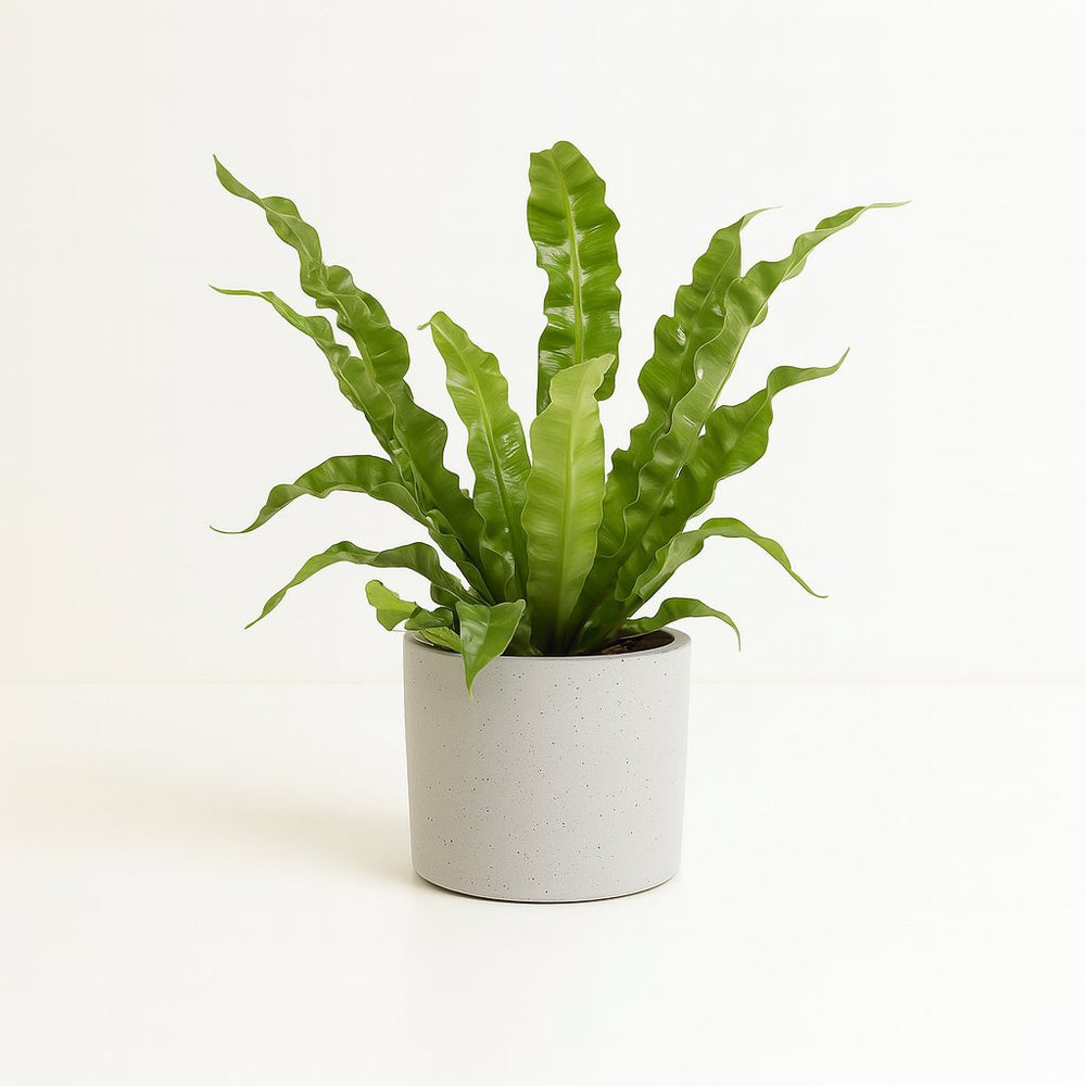 Asplenium Crispy Wave 25cm